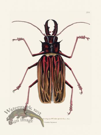 284 Cerambyx Stag-Horned